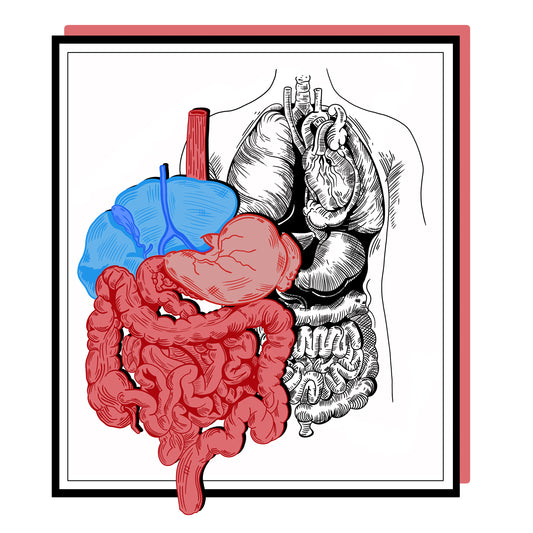 Digestive System