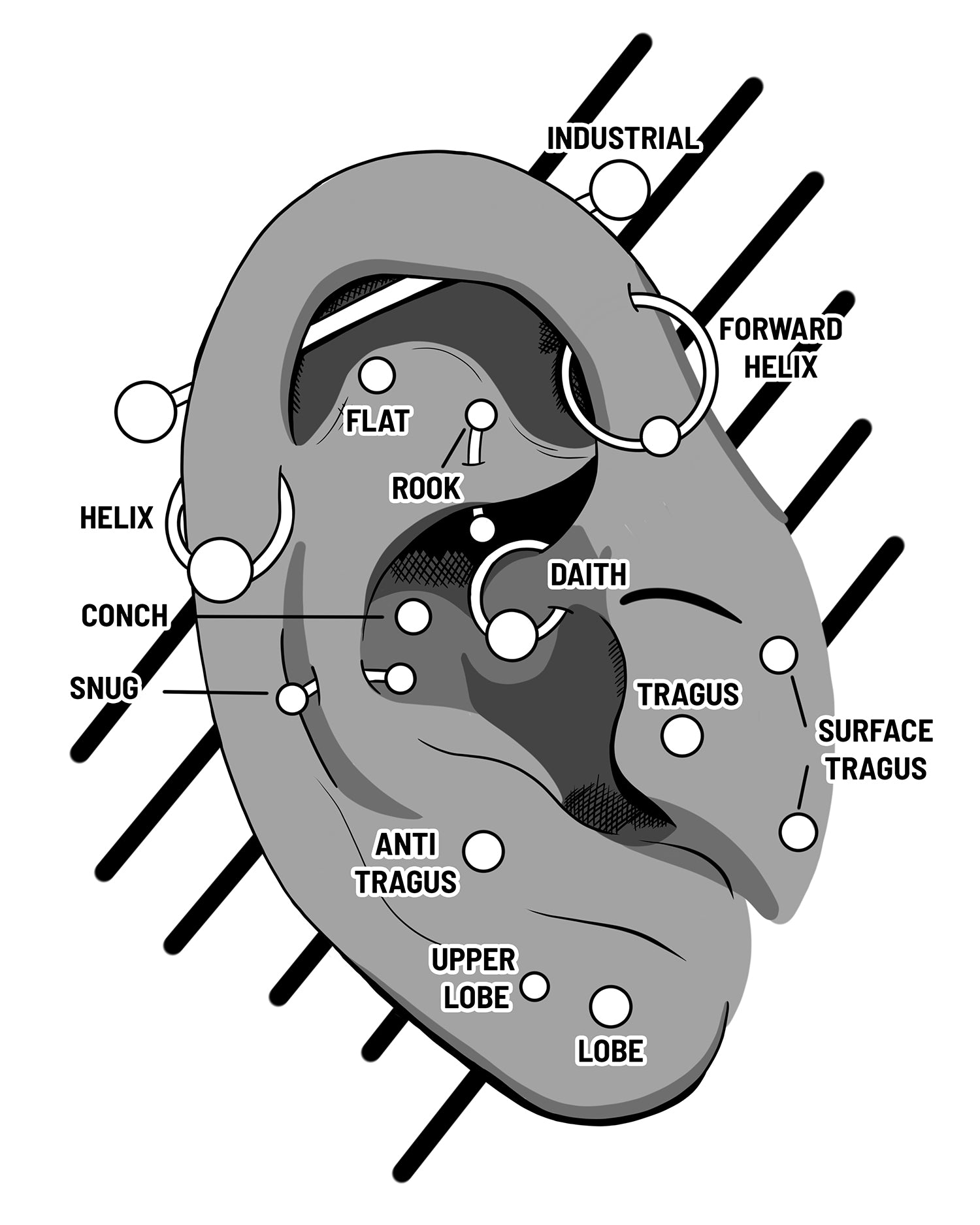 Ear Diagram Labeled Piercing