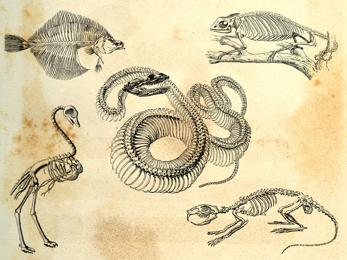 100 Vintage Anatomy Illustrations