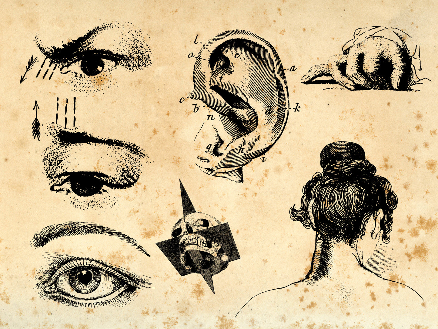100 Vintage Anatomy Illustrations