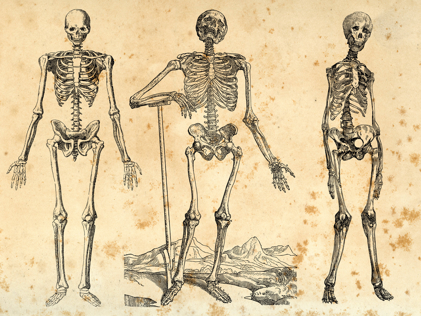 100 Vintage Anatomy Illustrations