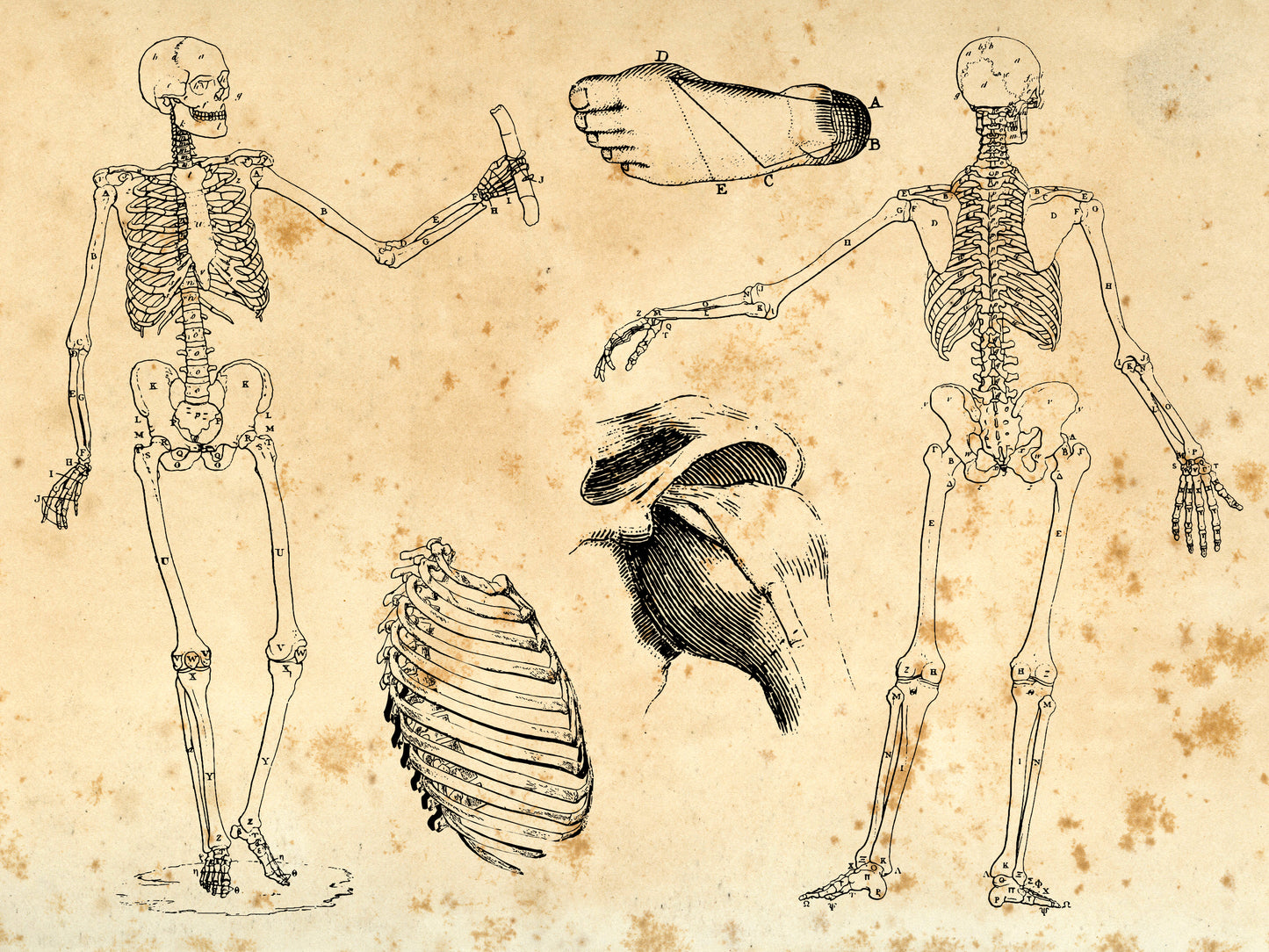 100 Vintage Anatomy Illustrations