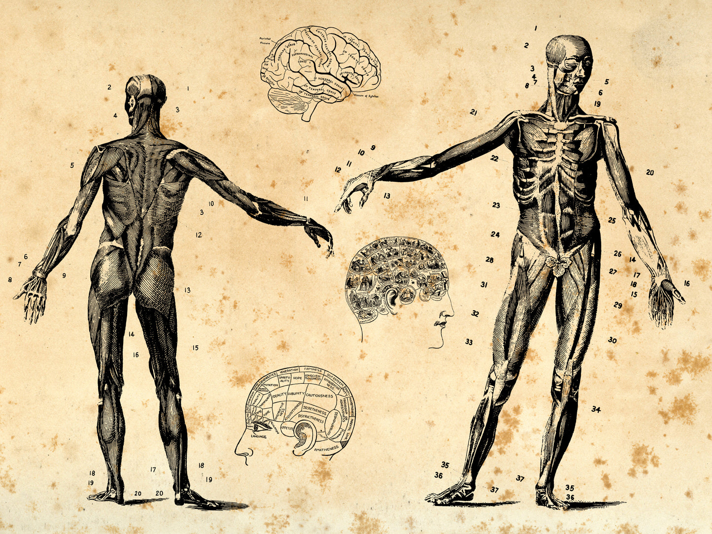 100 Vintage Anatomy Illustrations