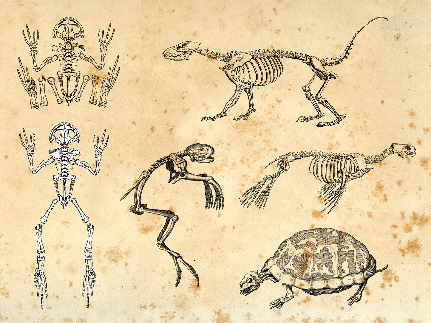 100 Vintage Anatomy Illustrations
