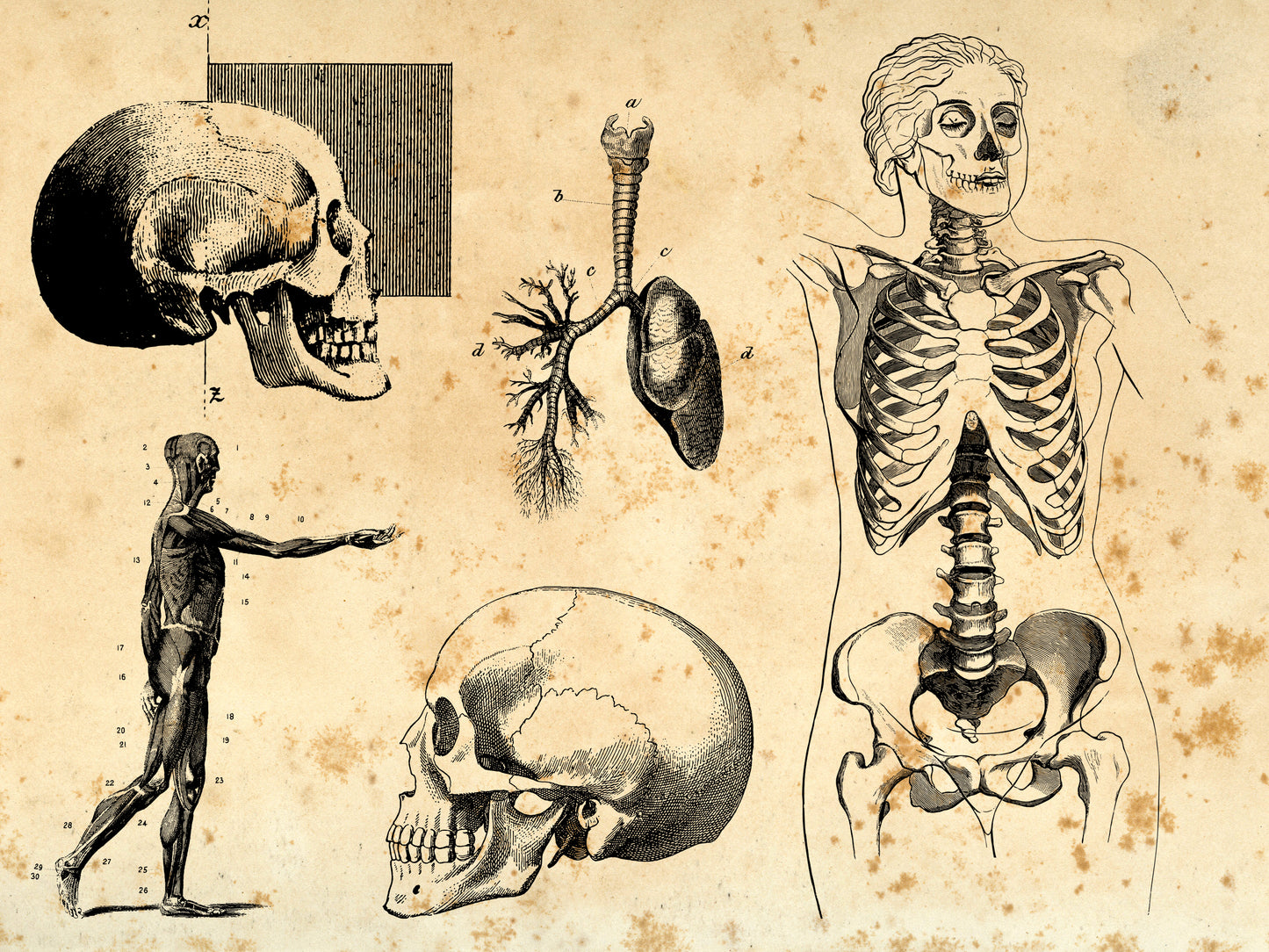 100 Vintage Anatomy Illustrations