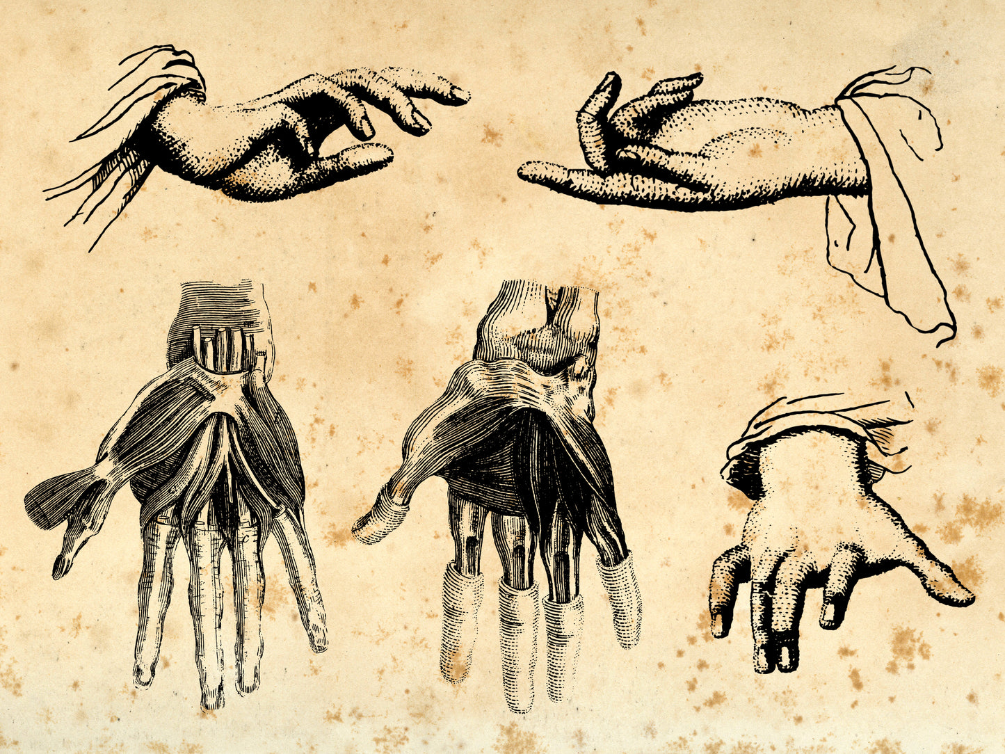 100 Vintage Anatomy Illustrations